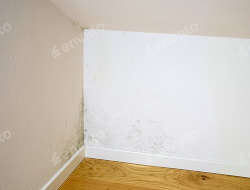Preview: Green mold spreading on indoor wall and skirting