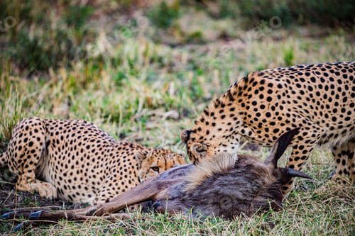Preview: Cheetah Wildlife Wild Animas Maasai Mara National Game Reserve Kenya