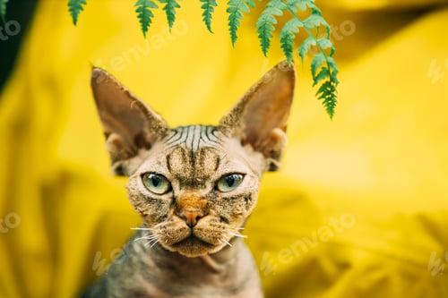 Preview: Cats Portrait With Fern Leaves. Cute Funny Curious Playful Beautiful Devon Rex Cat Looking At Camera