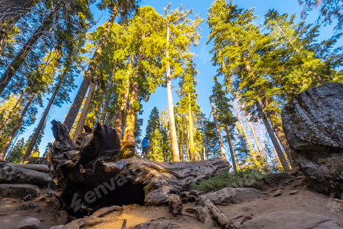Preview: A young man walking on top of a dead tree in Sequoia National Park, California.