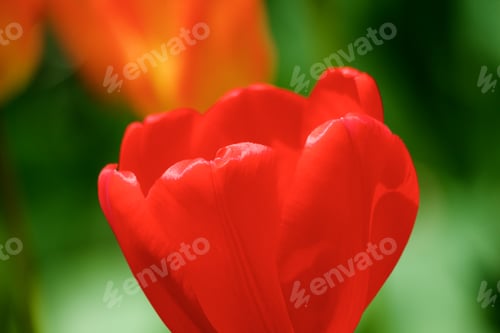 Preview: Red Beauty Tulip