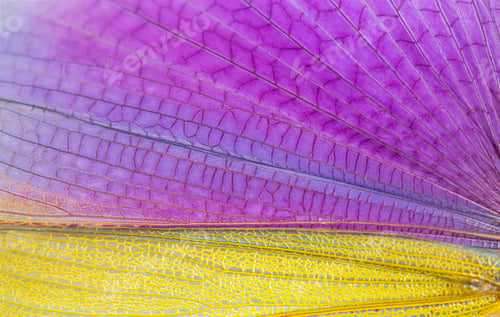 Preview: Detail of the wing of Grasshopper specie Titanacris albipes Male