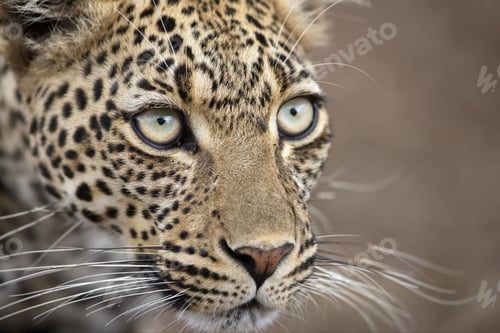 Preview: Face of a beautiful leopard against a blurred background
