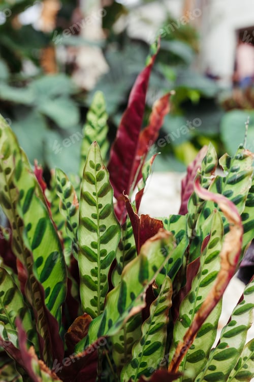 Vista previa: Rattlesnake Plant Cool Patterned Leaves at a Tropical Greenhouse