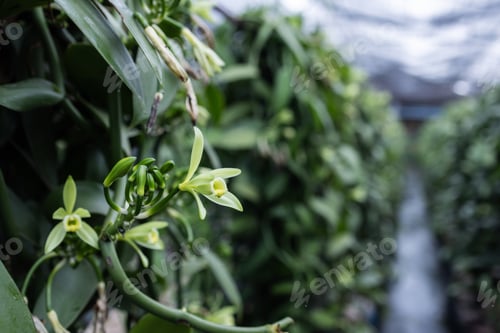 Preview: Vanilla flowers blooming on a healthy vine inside a lush green farm.