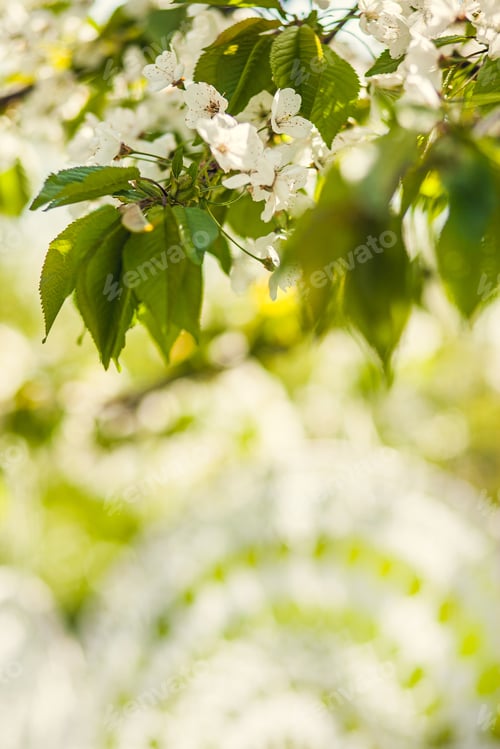 Preview: Handmade crocheted Dream Catchers hanging on a flowering tree in an orchard on a sunny spring day