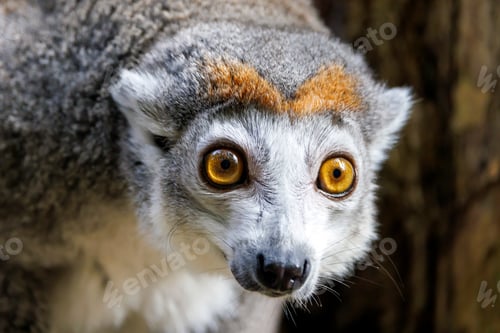 Preview: The crowned lemur (Eulemur coronatus) close up shot