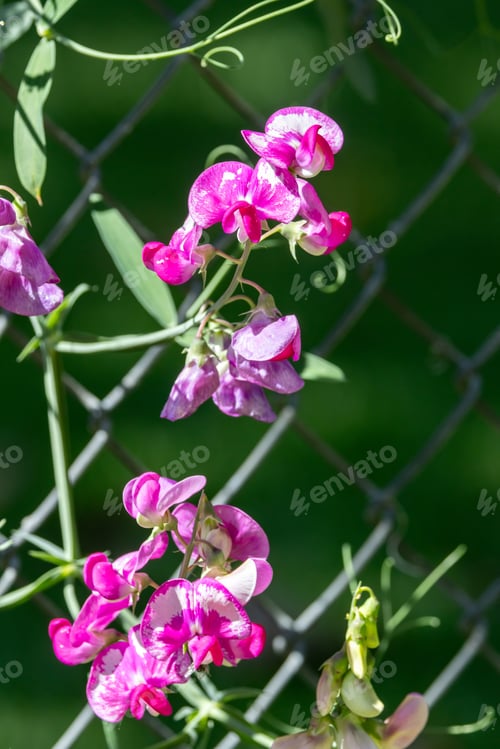 Preview: a close up of two flowers on a fence at the park