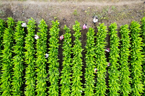 Preview: Aerial view of farmer working in the green agriculture field.