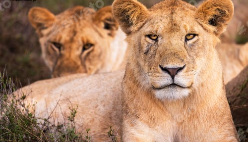 Preview: A Magical Tanzania Wildlife place in World