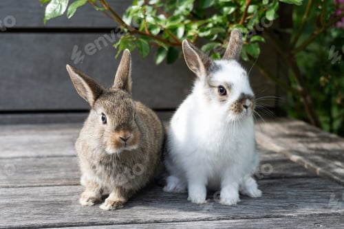 Preview: Two little white and brown rabbits on a wooden terrace outdoors.