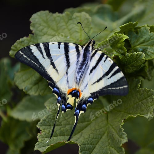 Preview: Scarce swallowtail Iphiclides podalirius rare european butterfly is sitting on the bushes of