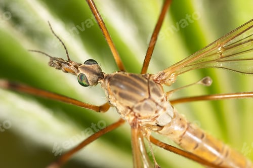 Preview: Common daddy-longlegs