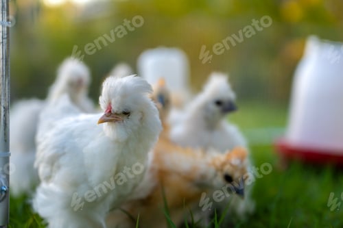 Preview: Silkie chicks in free range chicken coop.