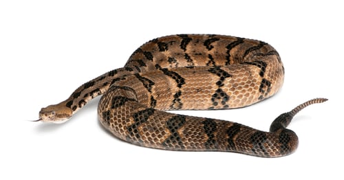 Preview: Timber rattlesnake - Crotalus horridus atricaudatus, poisonous, white background