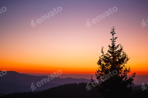 Preview: The silhouette of a fir tree against the background of a mountain valley and the orange