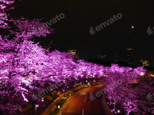 Preview: City spring cherry blossoms tunnel in Tokyo