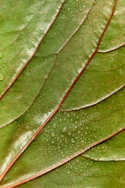 Vista previa: Green leaf textured background with droplets of water