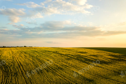 Preview: Aerial view of bright green agricultural farm field with growing rapeseed plants at sunset.