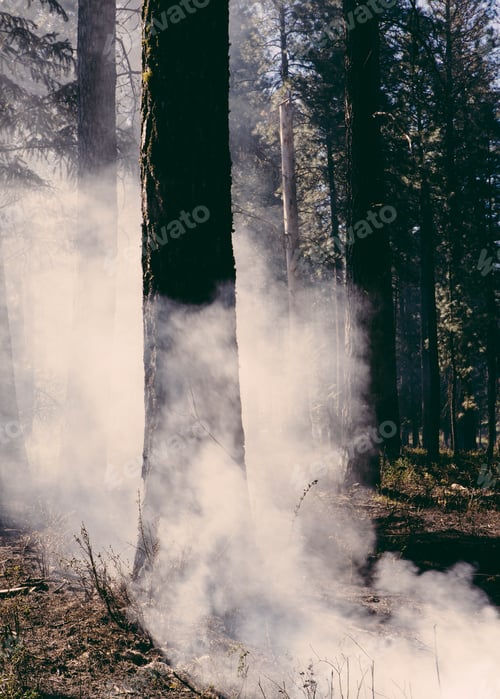 Preview: A controlled forest burn, a deliberate fire set to create a healthier forest ecosystem.