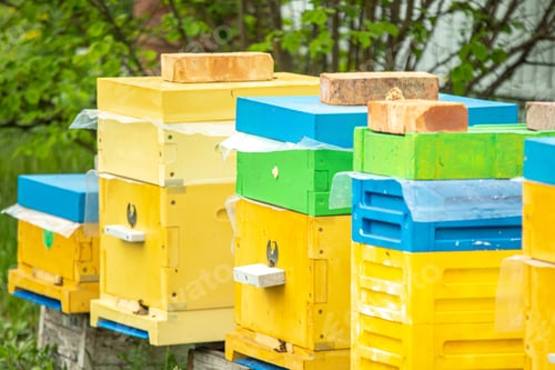 Preview: Beehives with honey bees in the apiary. Modern plastic hives