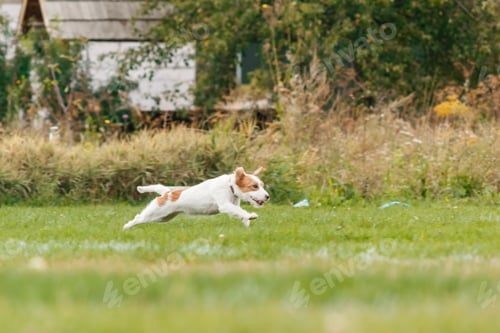 Preview: Dog catching flying disk in jump, pet playing outdoors in a park. sporting event, achievement in spo
