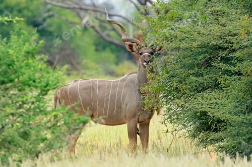 Preview: Kudu antelope in natural habitat