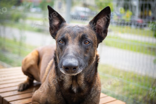 Preview: Portrait of a Belgian shepherd.