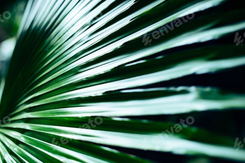 Preview: Closeup of beautiful shiny green long abstract plant leaves under sunlight