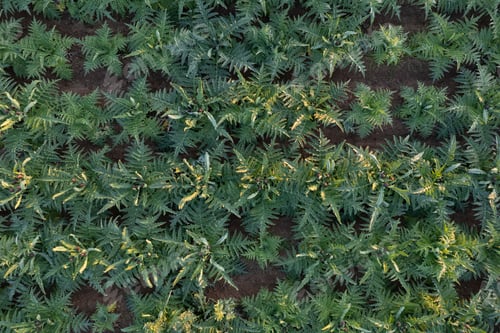 Preview: Aerial view of an artichoke field in Tuscany Italy