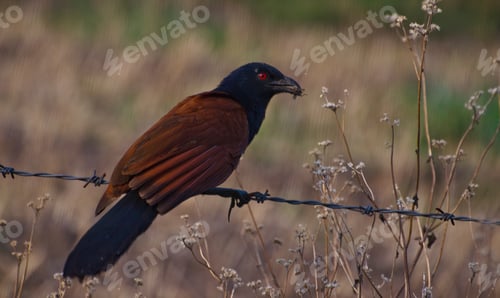 Preview: Greater Coucal Bird Perched on Barbed Wire