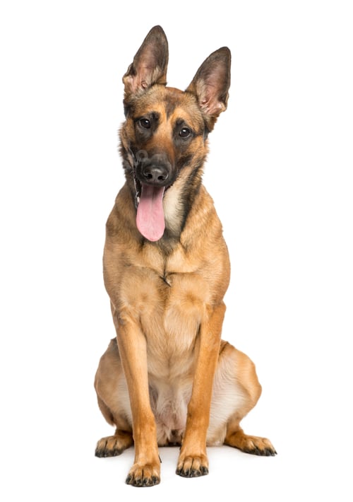 Preview: Belgian Shepherd Dog, 1 year old, sitting and sticking his tongue out, isolated on white