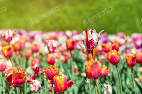 Preview: Tulips in park on spring sunny day. Flowers in garden in springtime. Tulip festival.
