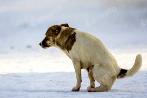 Preview: Dog goes to a toilet on the snow in winter