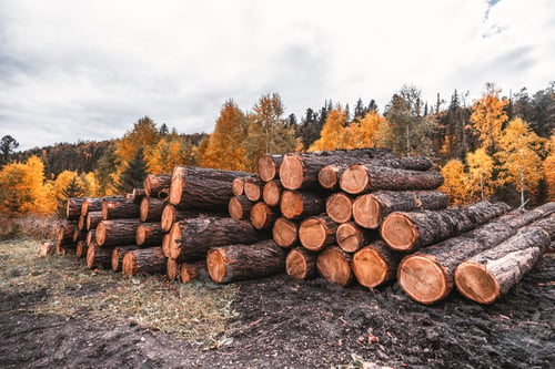 Preview: A stockpile of logs in the woods
