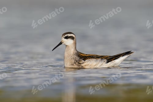 Preview: Red-necked phalarope (Phalaropus lobatus)