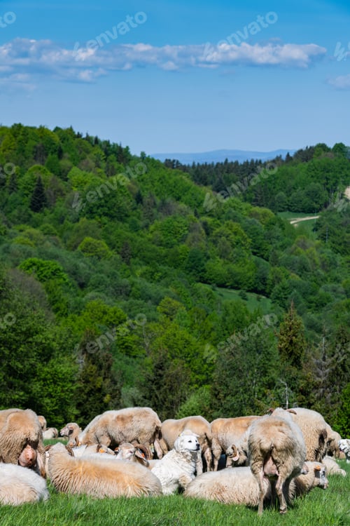 Preview: Traditional sheep pasture on meadow in Pieniny Mountains in Poland. Sheeps springtime grazing.
