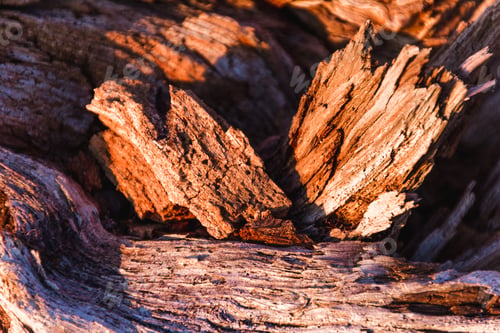 Preview: Macro shot of gorgeous textured wood during the golden hour