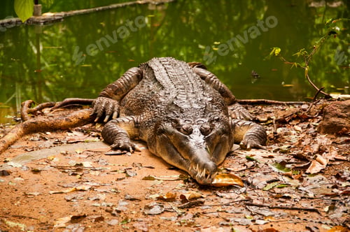 Preview: Crocodiles or alligators basking in the sun.