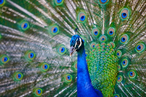 Preview: Peacock with colorful spread feathers. Animal background. Horizontal
