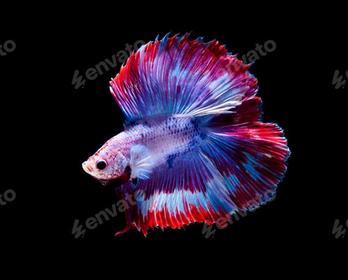 Preview: Betta fish, siamese fighting fish, betta splendens isolated on black background