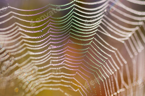 Preview: Beautiful pattern of spider's web with dewdrops on green background, Nature background