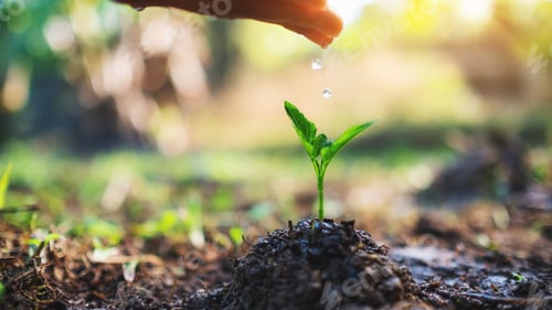Preview: Closeup image of a woman's hand watering a small tree on pile of soil