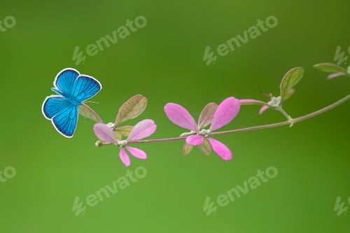 Preview: Blue Butterfly Sitting on a Pink Flower