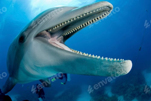 Preview: close up shot of bottlenose dolphin with dive on background