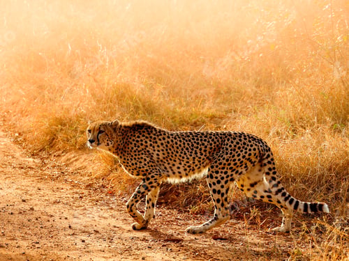 Vista previa: Cheetah crosses a dirt road in golden light at Kruger national park