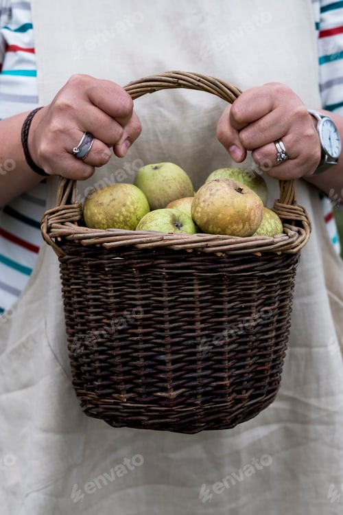 Preview: Close up of person holding brown wicker basket with freshly picked apples.