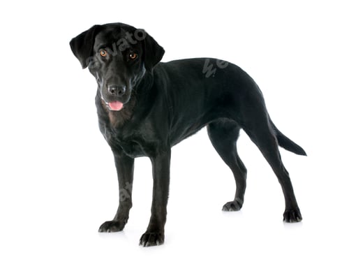 Preview: labrador retriever