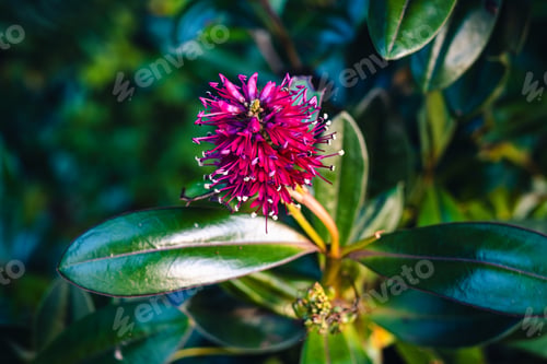 Preview: Blooming veronica speciosa flower on a branch with leaves