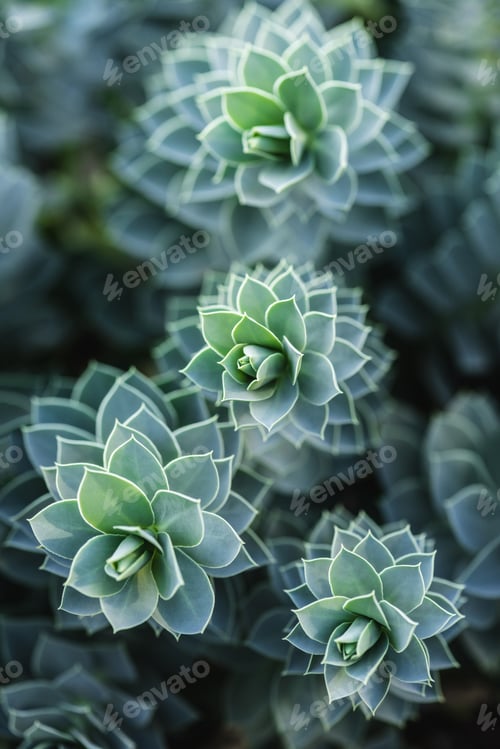 Preview: selective focus of beautiful succulents in park